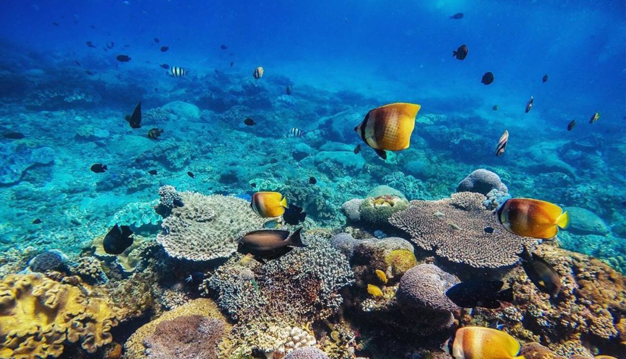 Đảo san hô tại Caribbean